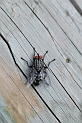 Grey flesh fly - A